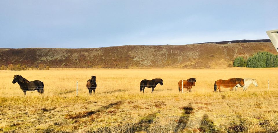 Icelandic Horses